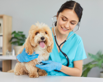 The Nibbles Pet Rewards Credit Card: Complimentary pet insurance and rewards